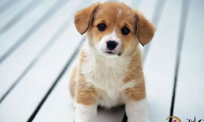 出生在这几个月的属狗人，一生富贵吉祥，积蓄满满不缺钱