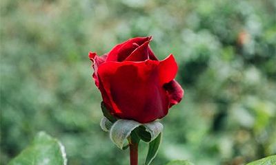 羊刃桃花是什么意思？桃花带羊刃的女人特点