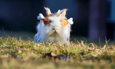 1999年出生的属兔人哪一年是转折点？会发生什么？