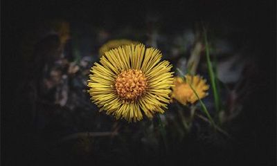 甲寅是什么意思？甲寅日柱男女命运