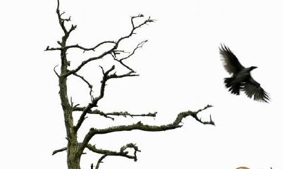 三世书揭人生道路可悲