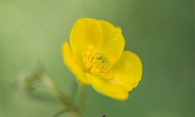 为什么女人很少魁罡命 有什么说法？