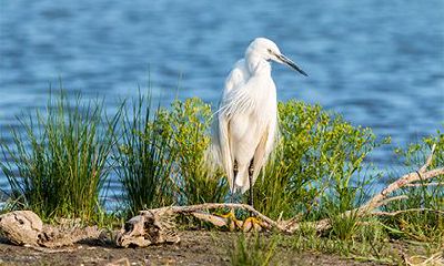 命带魁罡的人有十灵什么意思？带魁罡不是凡人命？