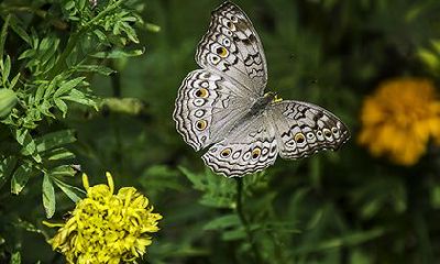 国印华盖同柱好不好？八字国印贵人查法