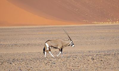 女命八字带白老虎是一生不幸吗？女命带白老虎怎么查询？