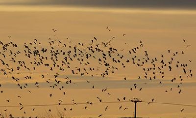 女命八字带白老虎煞化解，女命八字带白老虎克夫吗？