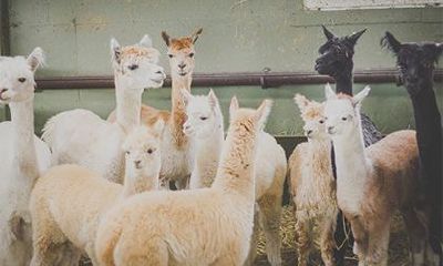 2022年犯白老虎最简单的化解方法，八字犯白虎煞的危害