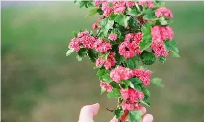 四柱全阳，脾气暴躁，任性？