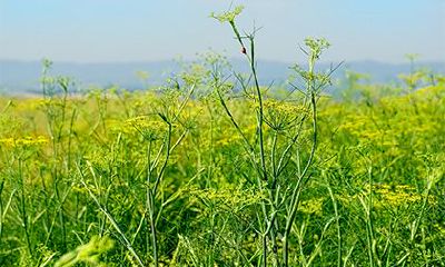 庚申日柱是上等日柱吗？庚申日性格特点