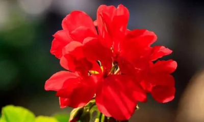 你觉得哪朵红色天竺葵开得最好？测你的婚姻状况如何