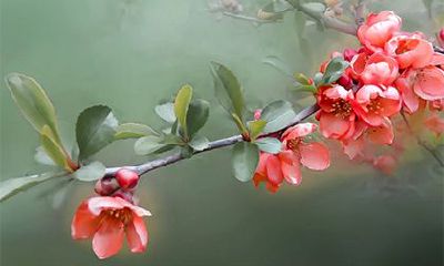 咸池桃花是不是烂桃花？咸池桃花如何化解？