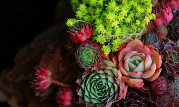 清明节生日怎么发朋友圈