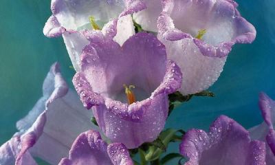 有欲望，更有魄力的狮子座，勇于挑战，可以变成领域精锐