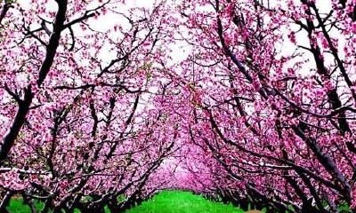 梦到天空出現许多桃花运