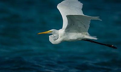 癸丑日命中注定的配偶，癸丑日柱女命运露水姻缘
