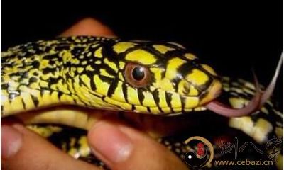 梦到沒有蛇头的蛇