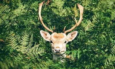 女命有天月二德旺夫吗？八字天月二德查法
