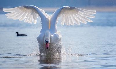 八字带文昌却读书不行是怎么回事？有文昌贵人的特征