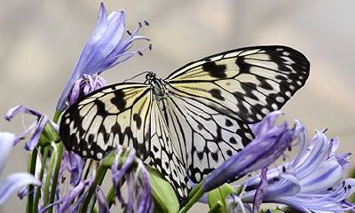 女命有三个天乙贵人好吗？女命带天乙贵人的姻缘