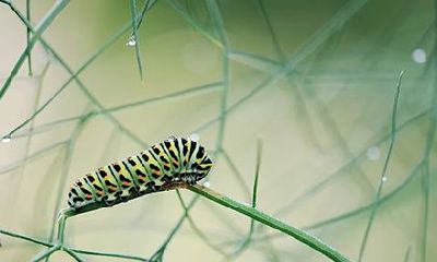 带天乙贵人的人多不多？命带天乙贵人的特征