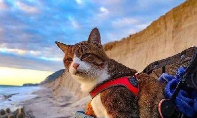 十月星座运势十二星座完整版：冥王顺行，直面挑战，飞速成长！