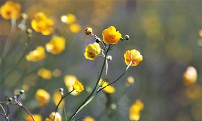 正印配伤官是厉害的角色 命里非富即贵