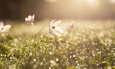 女命十大上等富贵日柱，女命旺夫最厉害的日柱