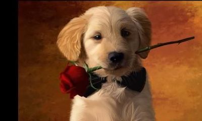 十二生肖狗的来历及象征意义，打开看看，狗年旺旺旺！