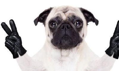 1994年属狗人一生命运