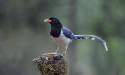 2021年农历南方小年夜在哪一天什么时候？小年祭灶讲究什么？