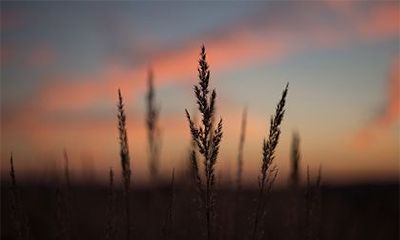 五种伤官什么伤官最好？为什么伤官的人打不了工？