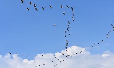 伤官见七杀叫伤官伤尽吗？伤官伤尽的条件