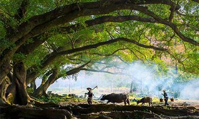 女命既有伤官又有食神代表什么？伤官和食神哪个更有钱？