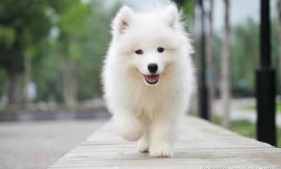 属狗人的“致命缺点”，你敢看完吗？