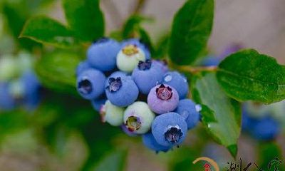 梦到蓝莓树摘的是红提