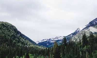 己丑日生于各月详解，己丑日不同月份出生的命运分析