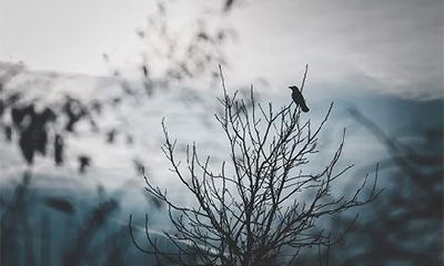 乙丑日柱女命肯定二婚吗？乙丑日柱女命婚姻精论