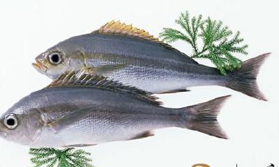 梦见家里水池有几个非常大的鱼