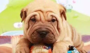 十二星座今日运势（8月27日）