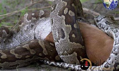 梦见蛇把自己缠上了