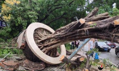 梦到一棵大树倒了