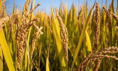 2022立秋节气是什么时候？立秋出生的虎宝宝好吗