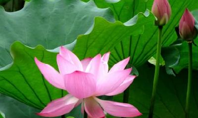 不同年份处暑节气出生的属鼠人命理分析