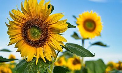 2022年九月出生的虎宝宝好不好？九月虎属于什么虎