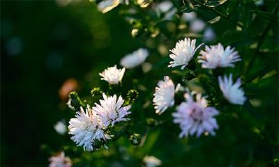 农历九月的虎宝宝好吗？九月虎和十月虎哪个好