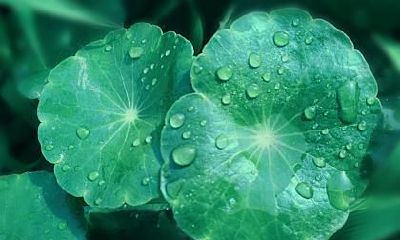 白露有什么风俗？白露节气要吃什么食物？