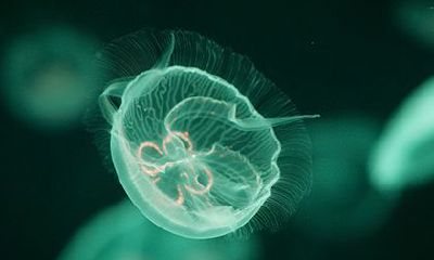 德秀贵人在时柱男女命运，德秀贵人在四柱的作用