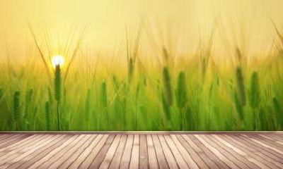 2022年小满烂桃花运爆棚扎堆的生肖有哪些？