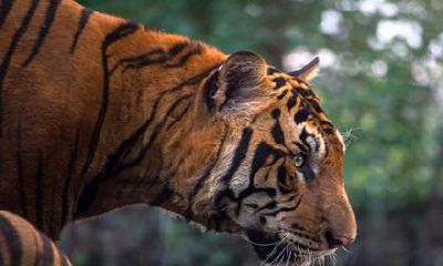 1986年属虎2022年本命年好吗？要注意什么？