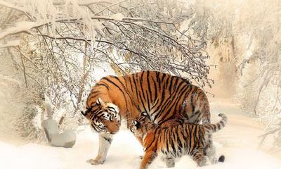 98年属虎2022年结婚大利月，属虎月份属相婚配表